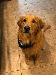 These pups are from a extremely healthy line. Nashville Tn Golden Retriever Meet Walt A Pet For Adoption