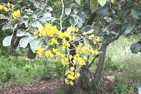 Image result for Clutia hirsuta