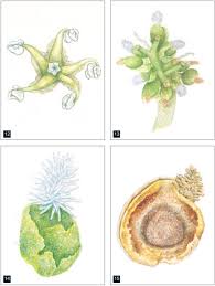 Image result for Lycium mascarenense