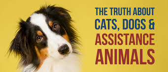 Only dogs, capuchin monkeys and miniature horses were recognized to be capable service animals. The Truth About Cats Dogs Assistance Animals Nc Realtors