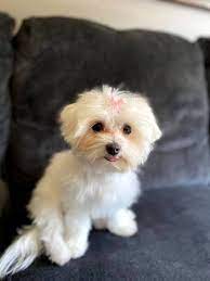 2021 satilik terrier maltese fiyatlari panosundaki pin