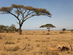 Photo Savane Kenya Et Portfolios Photos Paysage Savane Paysage D Afrique Paysage Africain
