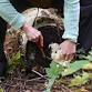 Wild Mushroom Foray