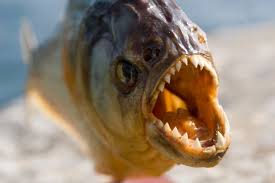 We did not find results for: Priti Patel S Husband Calls Her My Personal Piranha As She S Hit With Complaint Mirror Online