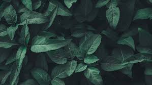 Maybe you would like to learn more about one of these? Nature Green Aesthetic Background 1366x768 Wallpaper Teahub Io