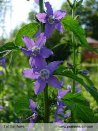 Tall Bellflower Plant Campanula Americana Tall Bellflower Campanula Organic Gardening Books Bellflower