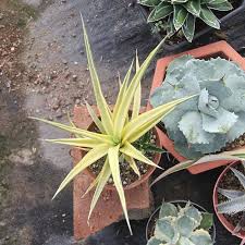 Image result for Laggera gracilis