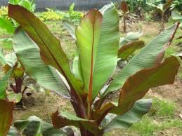 Image result for Ensete