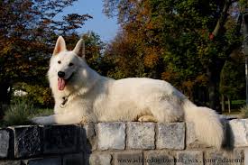 Eladó, vagy ingyen elvihető kutya apróhirdetések. 26 White Swiss Shepherd Berger Balnk Suisse Svajci Feher Juhaszkutya Ideas Juhaszkutya Feher Svajc