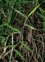 Image result for Melinis tenuissima