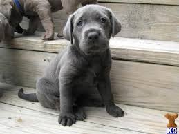 Silver lab puppies born december 10th, 2020. Pin By Rachel Fournier On Pups Lab Puppies Silver Lab Puppies Labrador Retriever