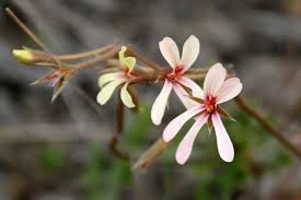 Image result for Pelargonium alchemilloides