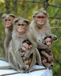 Monkey Family Animals Baby Animals Animals Beautiful