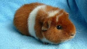 Apelati la medicul veterinar, el este singurul in masura sa va ofere un raspuns in urma consultatiei. 10 Rase Porcusori De Guineea Cu Par Scurt