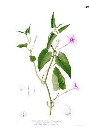 Image result for Ipomoea aquatica