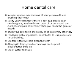 How To Maintain Healthy Teeth For Your Pet What Should You