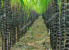 Image result for Andropterum