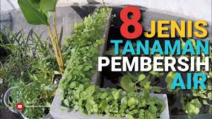 Claykoi penjernih air kolam ikan koi isi 800 gram kualitas premium. Tanaman Penjernih Air Kolam Youtube
