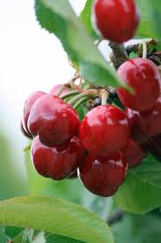 pin on fruits