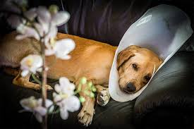 Harmony vet care near me. Harmony Vet Care Full Service Non Profit Pet Care Serving Tampa Fl