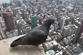 Birds Eye View Of New York City Birds Eye View Of New York City Birds Eye View City Birds Eye View Birds Eye