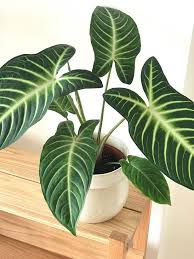 Caladium Lindenii Magnificum Gardening Caladium Chinese Evergreen Plant Plants