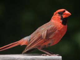 They think they see another male cardinal and attack what they see, which is only their reflection. Cardinal Bird Wikipedia