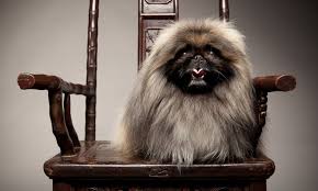 Image result for pekingese