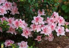 White azalea estate is in huntsville, alabama. Autumn Chiffon Encore Azalea The Autumn Chiffon Encore Azalea Is A Reblooming Beauty That Fits Into Any Landscape Or Garden In 2021 Azaleas Landscaping Azalea Flower Pink Azaleas