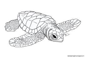 For kids and adults, tattoo, shirt design effect, logo and decoration. Advanced Turtle Coloring Sheet