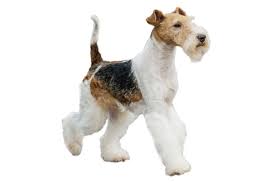Modaespañola #diseño #lookoftheday #igerszaragoza #buscandoinspiracion #igerzaragoza #igersaragon #zaragozando #foxterrier #mividaconperros. Foxterrier Drahthaar Charakter Ernahrung Pflege