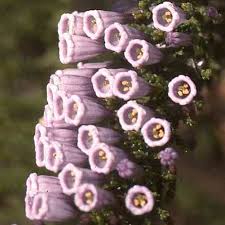 Image result for Fabiana imbricata