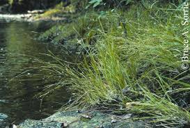 Image result for Rhynchospora gracillima