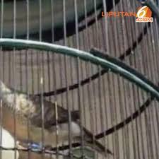 Maybe you would like to learn more about one of these? Mitos 4 Jenis Perkutut Burung Jimat Pria Jawa Regional Liputan6 Com