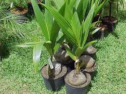 Yellow dates growing on palm tree stock photo 179248719 alamy. How To Grow Coconut Trees In Pots Growing Fruit Trees Potted Trees Coconut Palm Tree