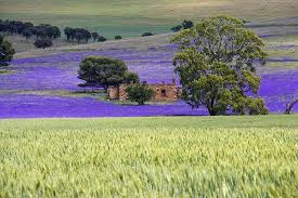 Purple Pad Clare Valley Clare Valley South Australia Scenery