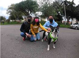 En redes sociales, cristina hurtado, una de las presentadoras más famosas del país, contó los detalles del susto que pasó tras sufrir un accidente con odín, su perro. Mas De 400 Perros Encontraron Un Nuevo Hogar Este Ano En Bogota