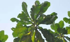 Image result for Atalaya alata