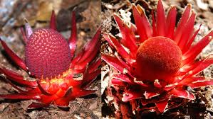 First with brooms, then with dusters; Vampire Parasite Challenges The Definition Of A Plant Science News For Students