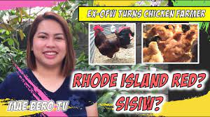 Rhode island red chickens as pets. Bakit Rhode Island Red Bakit Sisiw Ang Dinidispose Ko Ex Ofw Turns Chicken Farmer Mae Bero Tv Youtube