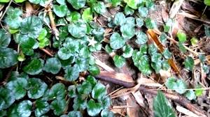 Image result for Geophila repens