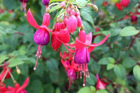 Fuchsia Flower From Origins To How To Make It Bloom Floraqueen