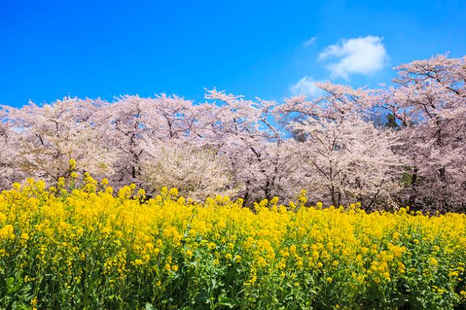 「桜 無料写真」の画像検索結果"