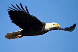 We did not find results for: Mengenal Lebih Dekat Tentang Burung Elang