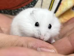 ピュアアニマル