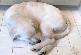 About our dogs all of our dogs come from excellent pedigrees with champion lines, sweet and gentle temperaments, and great looks. Cream Of The Cape English Cream Golden Retrievers Home Facebook