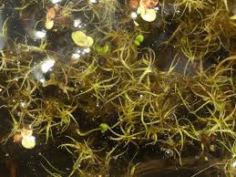 Image result for Wolffiella repanda