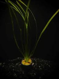 Image result for Vallisneria spiralis