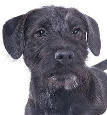 Maybe you would like to learn more about one of these? Chicago Il Labrador Retriever Schnauzer Standard Mix Meet Billy A Puppy For Adoption Http Www Lab Mix Dogs Labrador Retriever Mix Labrador Retriever