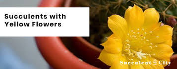 And azalea bonsai bush bushes cacti cactus care clean exotic flower flowering flowers for garden ground hedge hibiscus home house how images indoor leaves like magnolia mini orchid orchids plant plants. Succulents With Yellow Flowers That You Should Have Succulent City